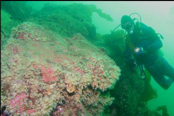 ZOANTHIDS ON BOULDER