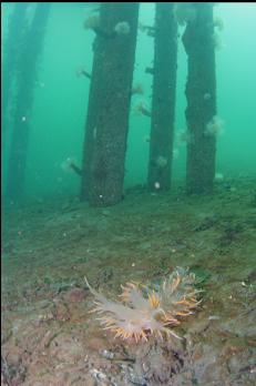 GIANT NUDIBRANCH