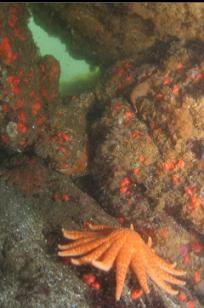 SUNFLOWER STAR IN TINY CAVERN