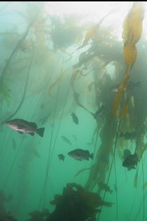 ROCKFISH IN KELP