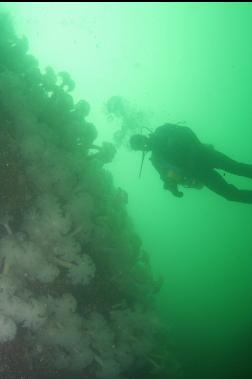 PLUMOSE ANEMONES ON WALL