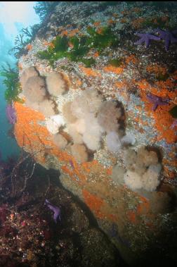 ANEMONES IN SHALLOWS