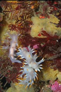 NUDIBRANCHS