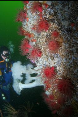 ANEMONES ON BOULDER