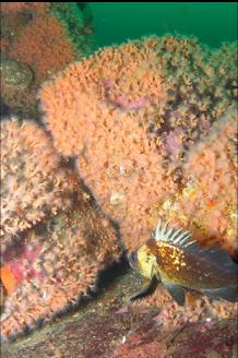 QUILLBACK ROCKFISH AND ZOANTHIDS