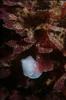 NUDIBRANCH AND RED SEAWEED