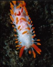 NUDIBRANCH