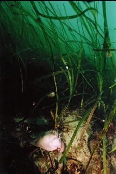 MOON SNAIL AND EEL-GRASS