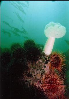 PLUMOSE ANEMONE, URCHINS AND KELP ON REEF