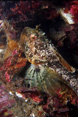 sculpin