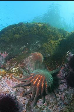 spawning sunflower star near surface