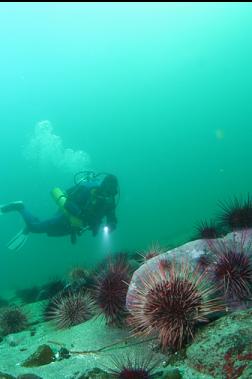 urchins on rocks on sand