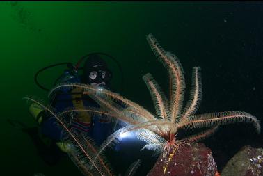 feather stars