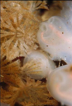 BRYOZOANS AND LIGHT BULB TUNICATES