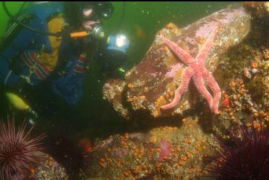 seastar and cup corals