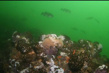 black rockfish over reef