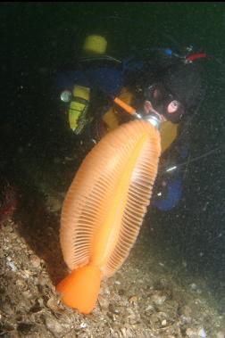 sea pen at base of wall