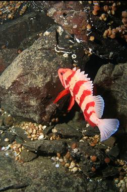 tiger rockfish