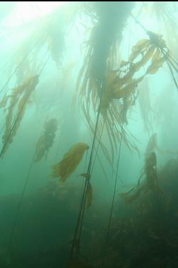 kelp at entrance to bay