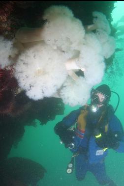 plumose anemones