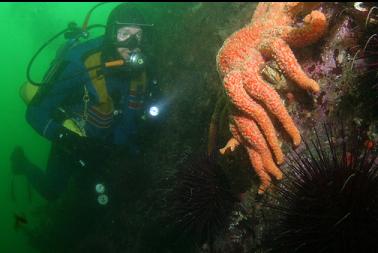 sunflower star and urchins on wall