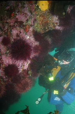 urchins and yellow sponge