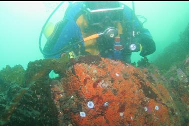 orange colonial tunicates