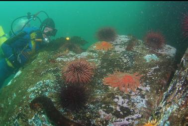 seastars and urchins on first dive