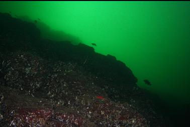 rockfish above me on wall