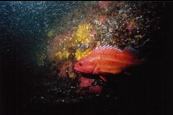 ADULT YELLOWEYE ROCKFISH AND CLOUD OF SHRIMP