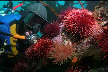 crimson anemone and urchins on shallow reef