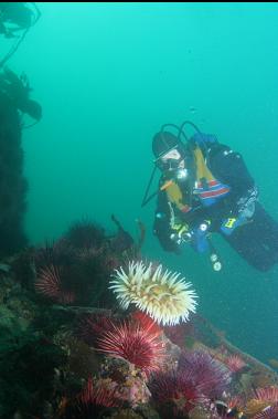 fish-eating anemone and urchins