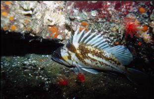 COPPER ROCKFISH