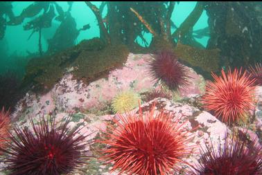 urchins and anemone in middle of bay