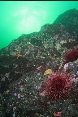 urchins and swimming scallop on reef