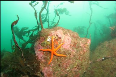 seastar on reef