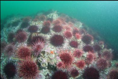 urchins on reef