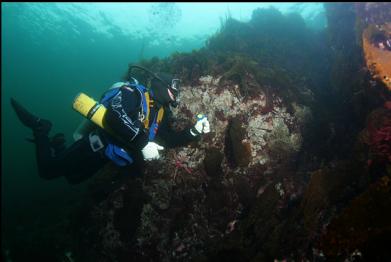 shallow part of reef