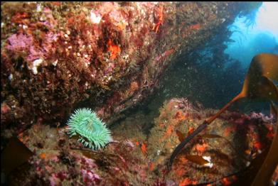 green anemone