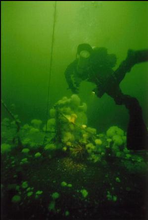 DIVER ON WRECK