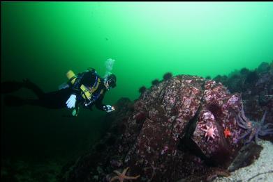 reef at about 60 feet deep