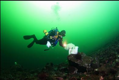 plumose anemones on small-rock slope