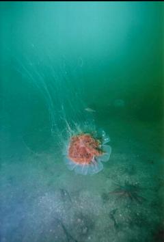 JELLYFISH IN SHALLOWS