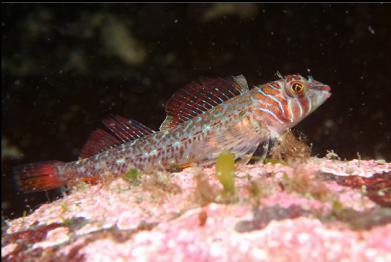 longfin sculpin