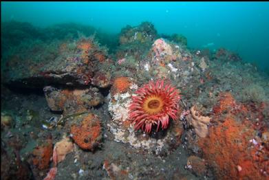 fish-eating anemone