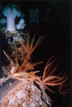 FEATHER STARS ON WALL