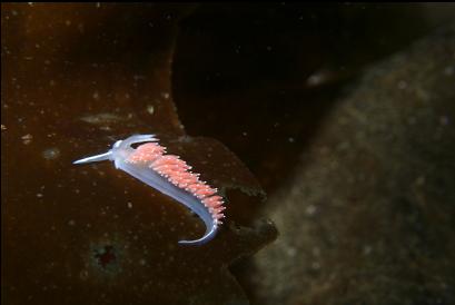 nudibranch on bottom kelp