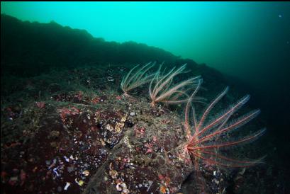 feather stars on wall