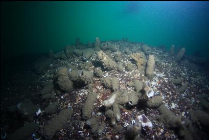 looking up wall of boot sponges