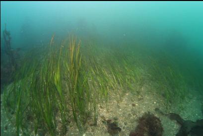eelgrass next to shallow part of reef
